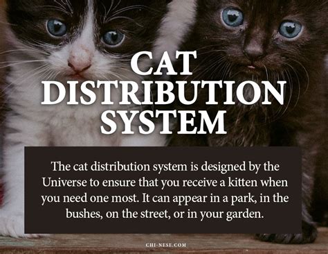 the cat distribution system